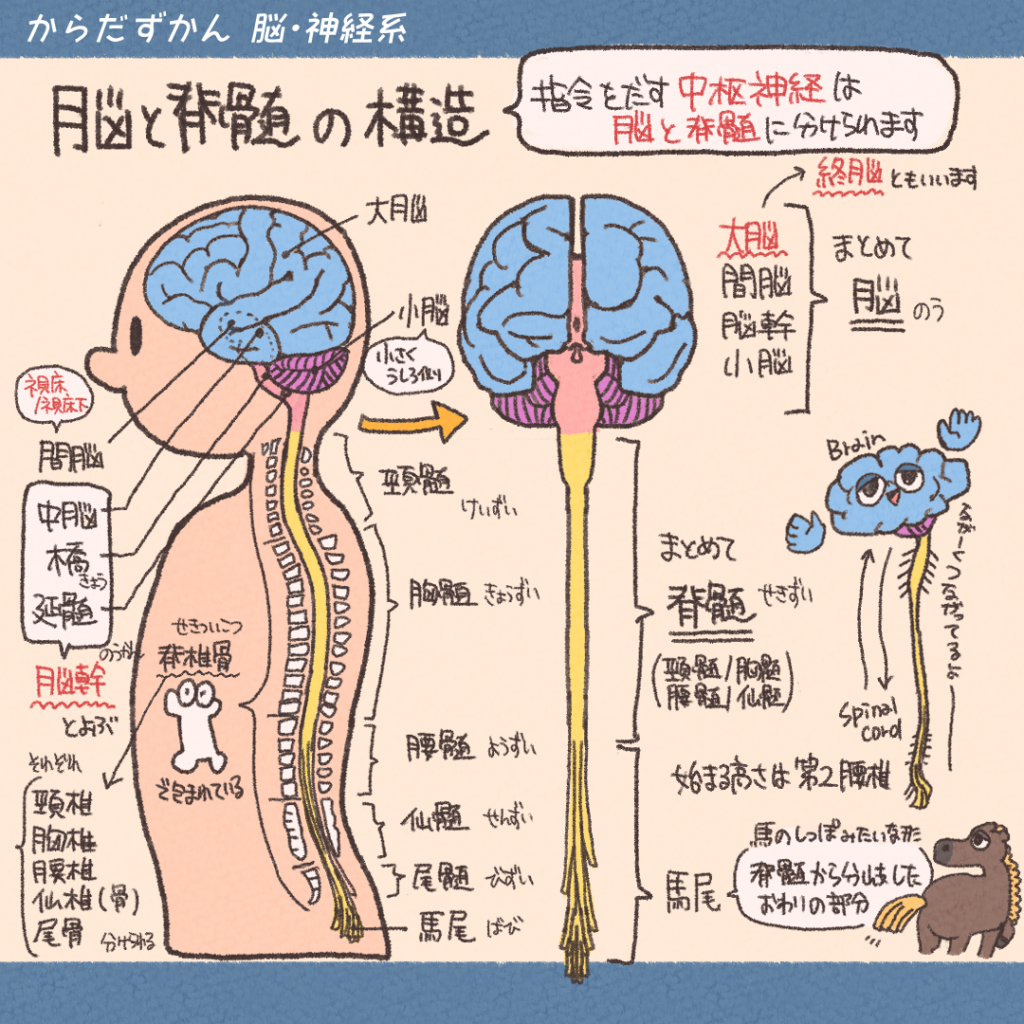 脳解剖学